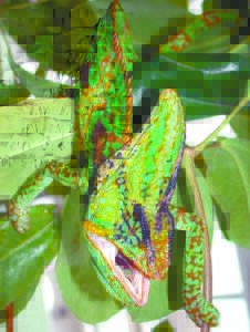 How the community helped eradicate  a predatory chameleon years ago